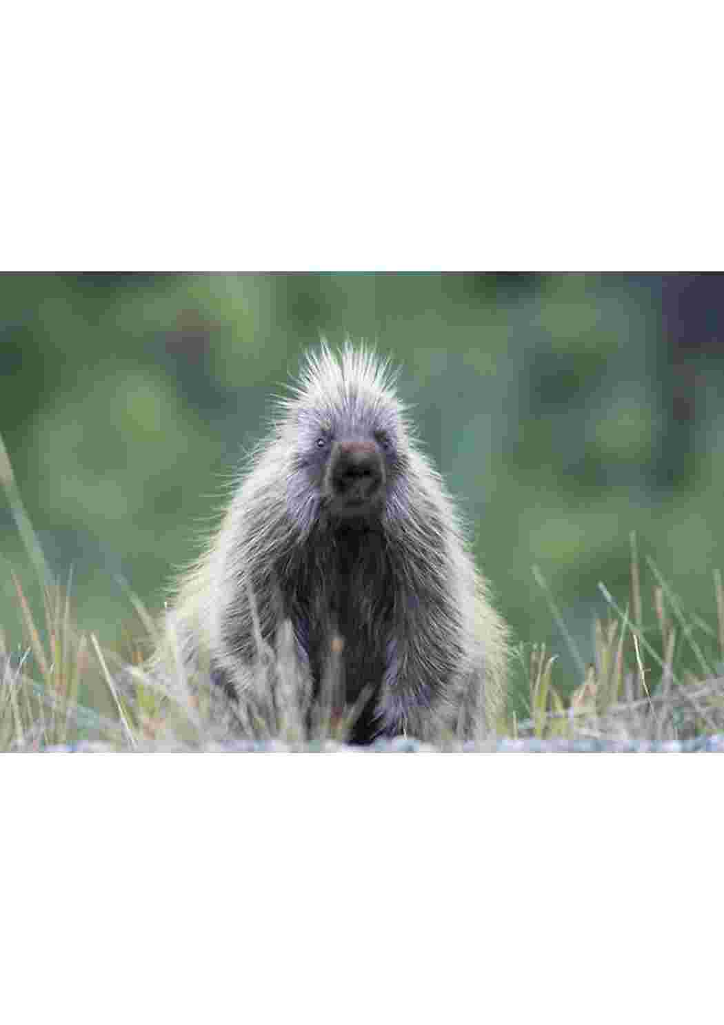 Раскраска пособие биология животные 