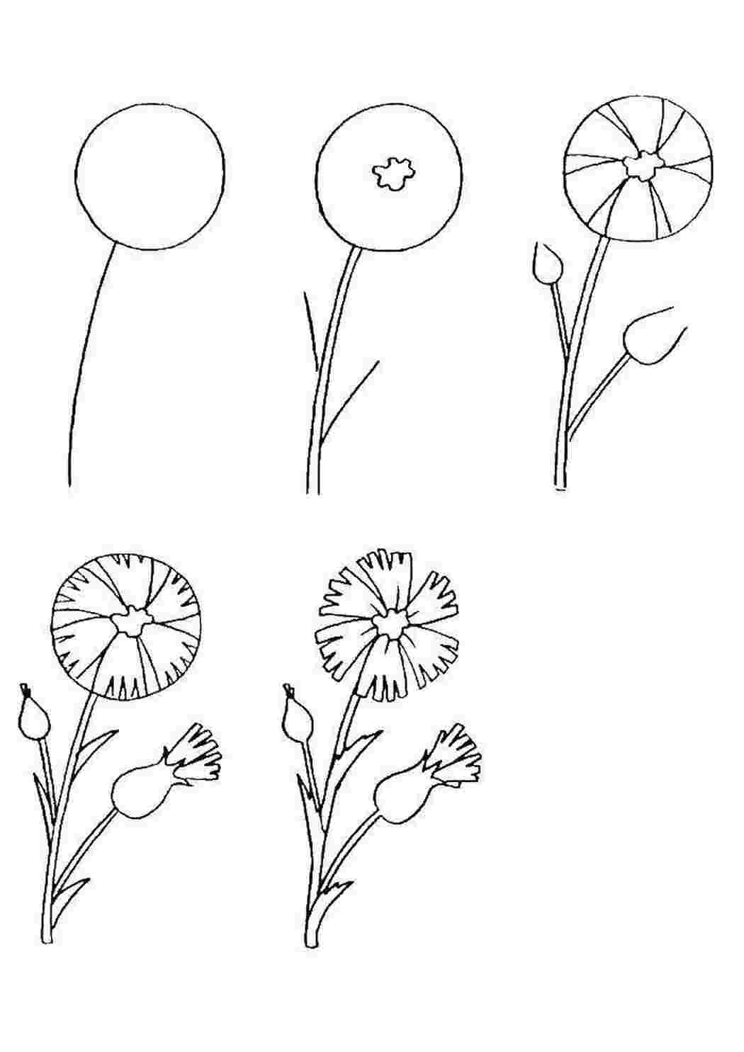 Этапы рисования цветка