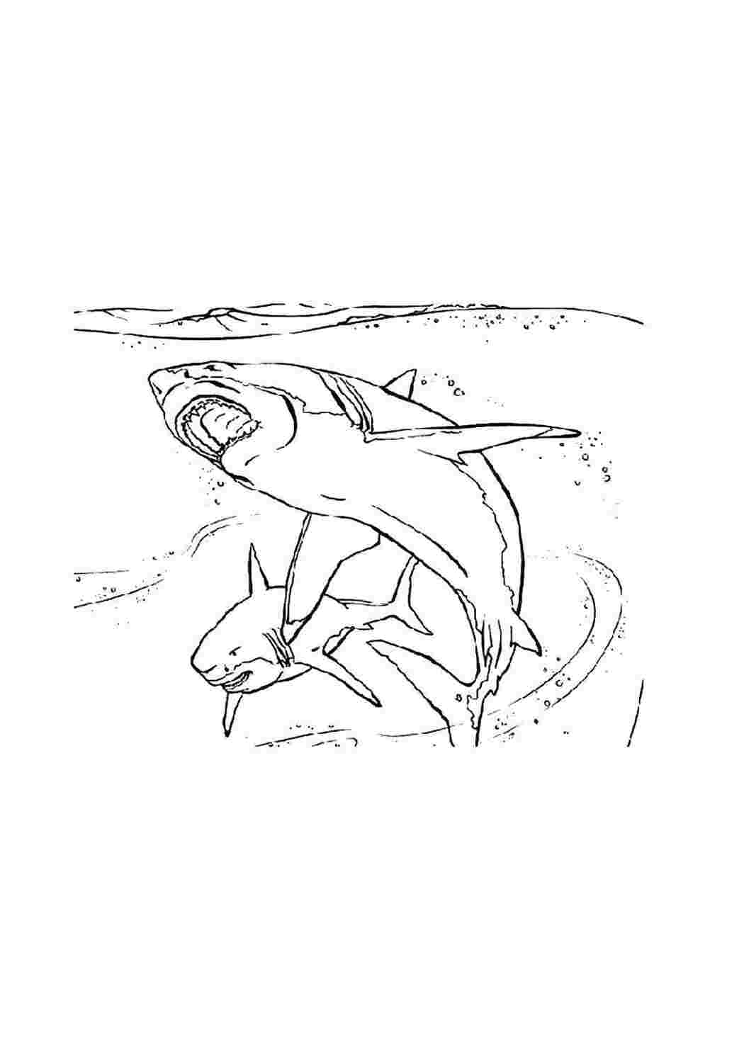 Раскраска Акулы