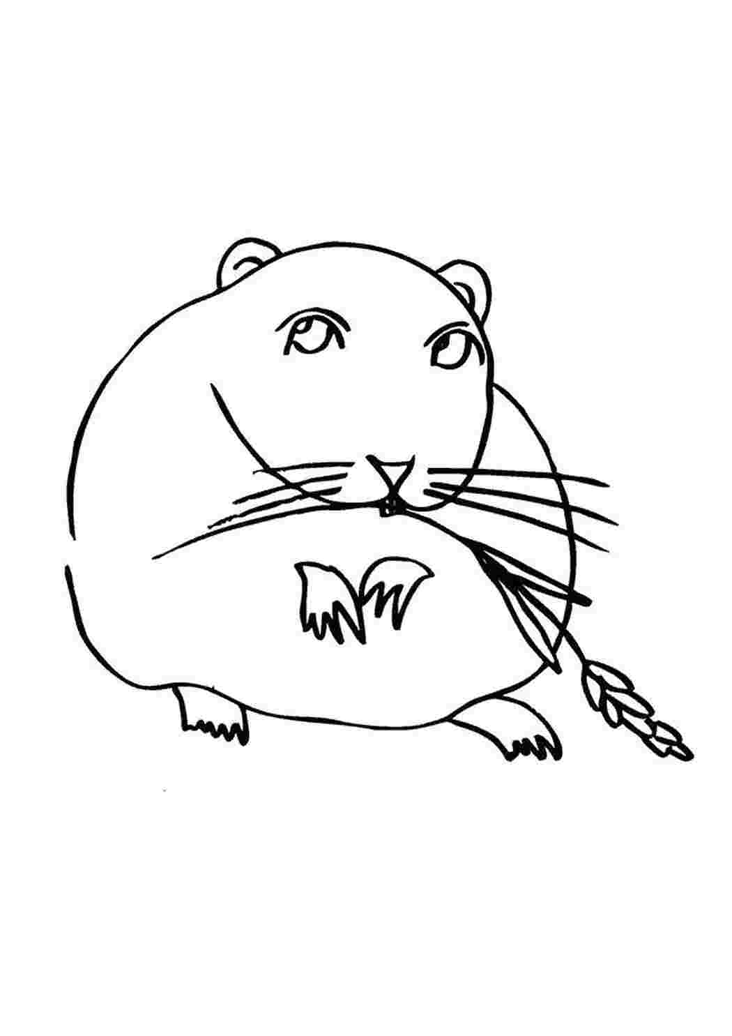 Раскраска Жуёт колосок