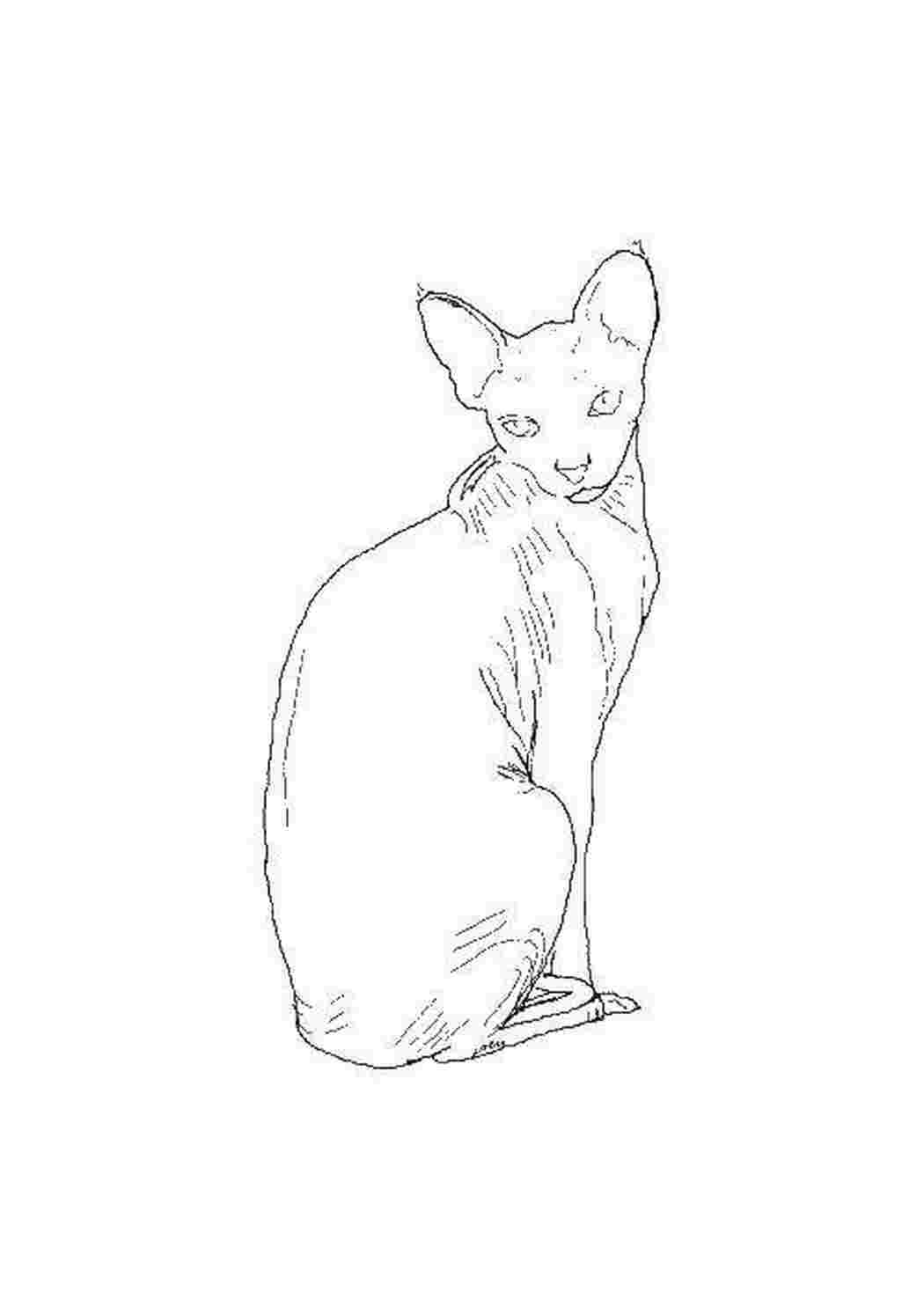 Раскраска Египетская мау