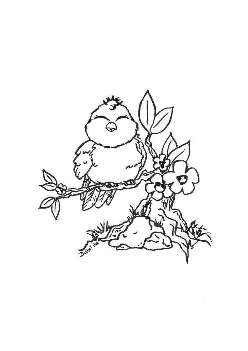 Раскраска Толстая птичка.