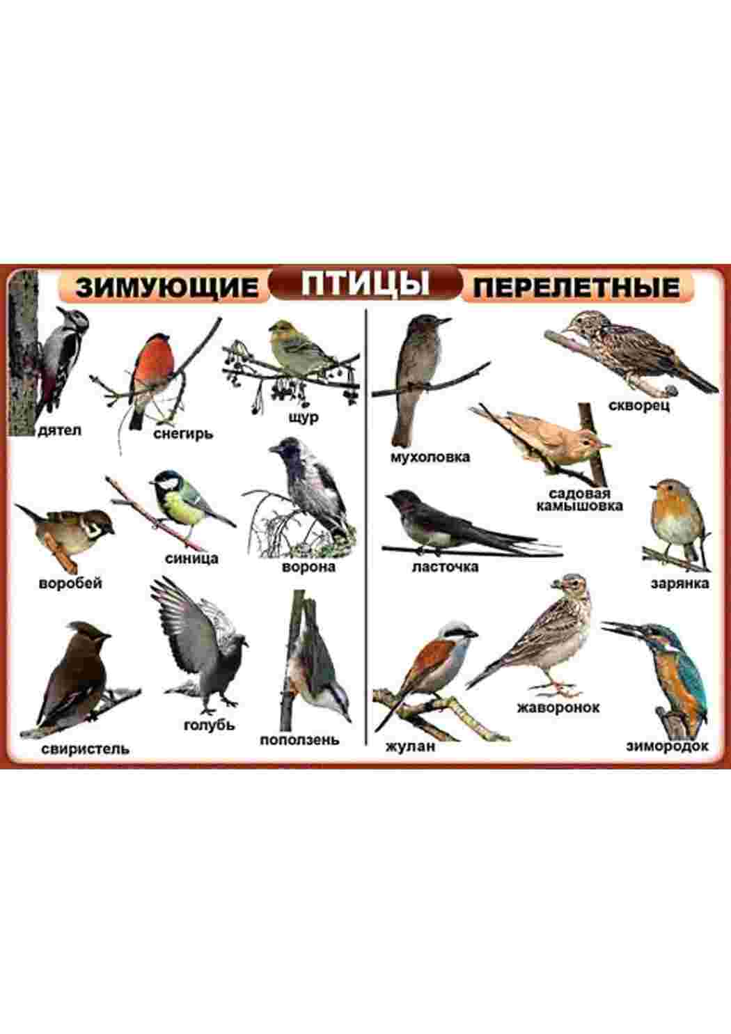 Раскраска карточка диких птиц 