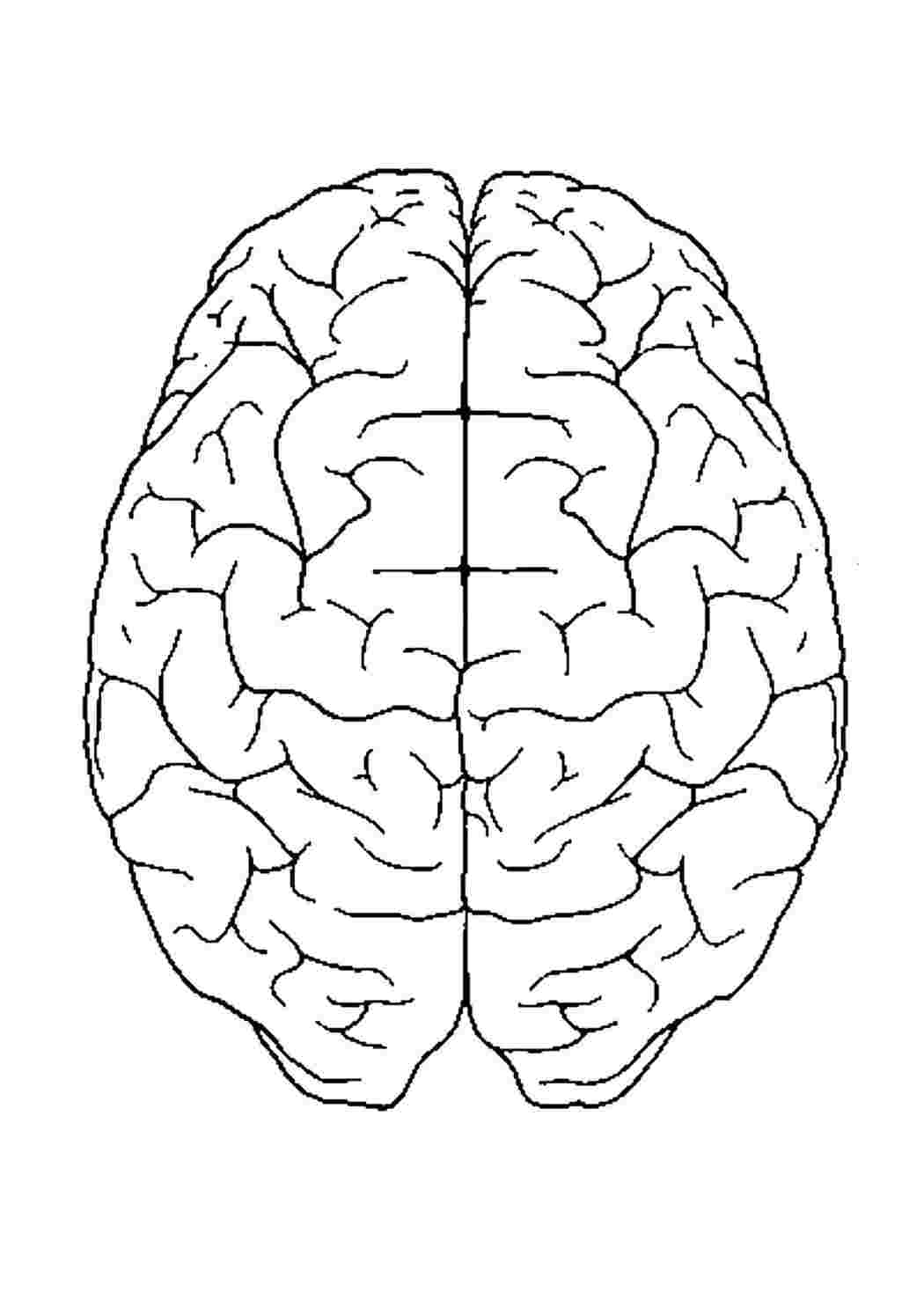 Мозг человека раскраска