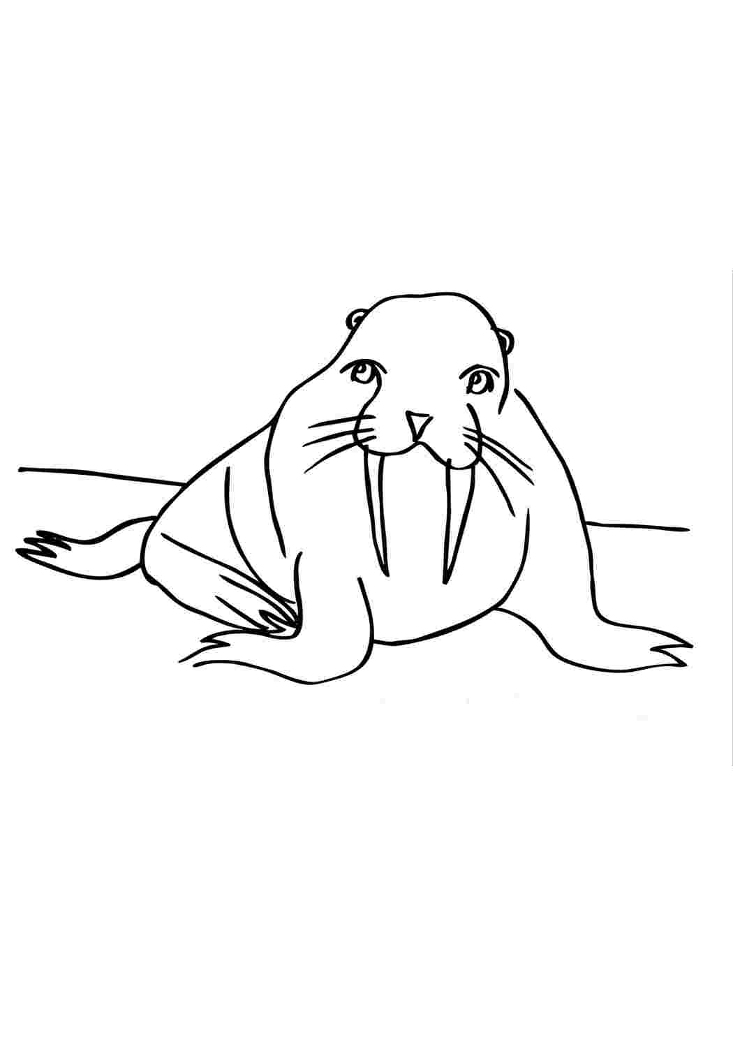 Раскраска Милый морж
