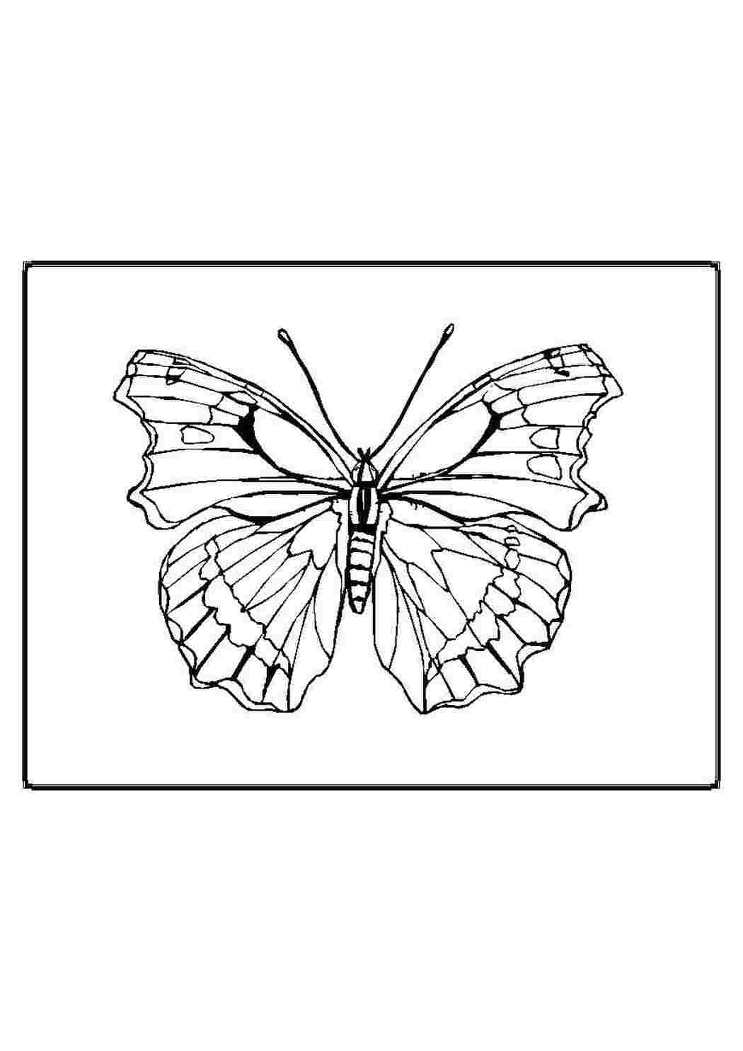 Раскраска Бабочка