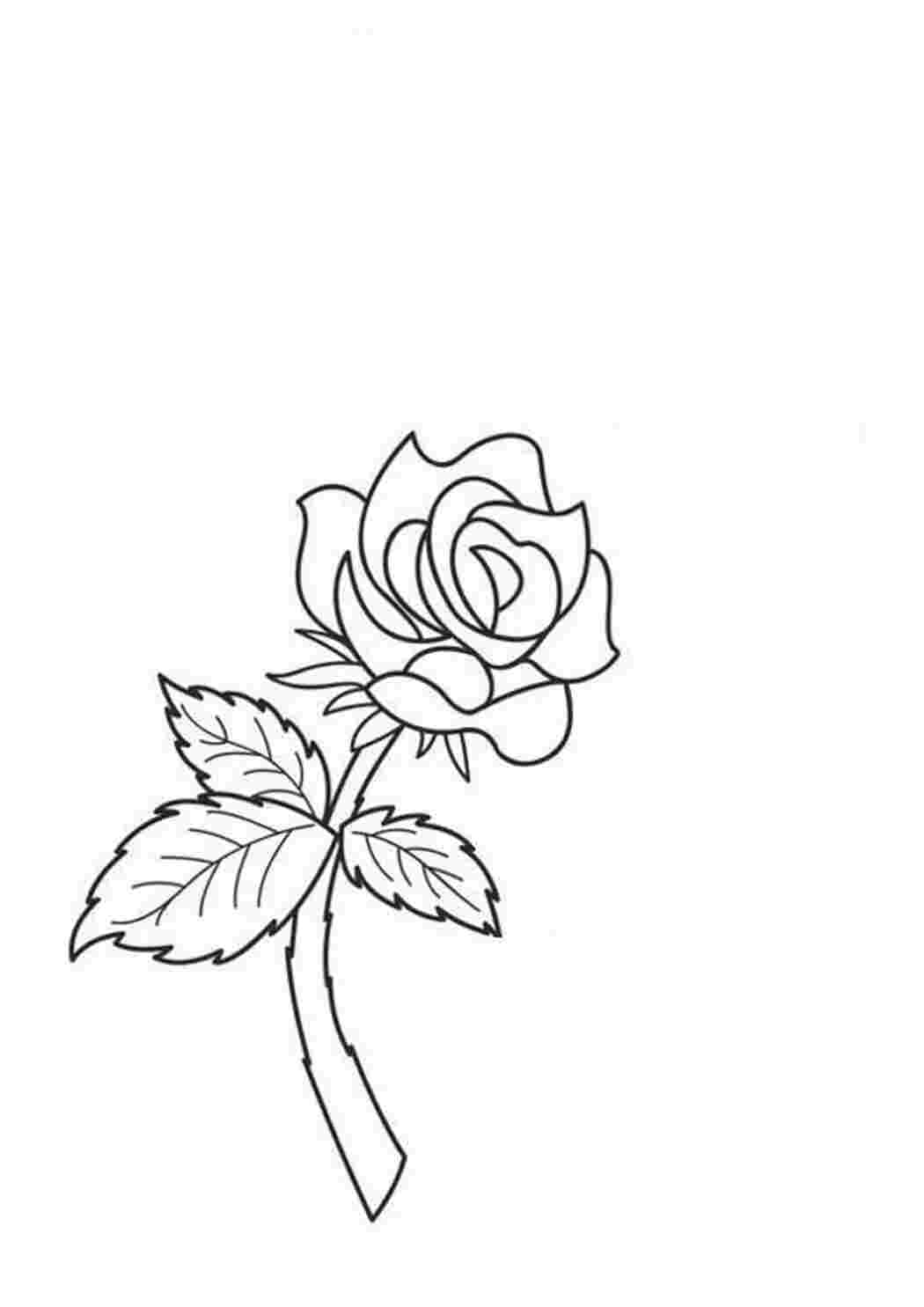 Раскраска маленьких роз