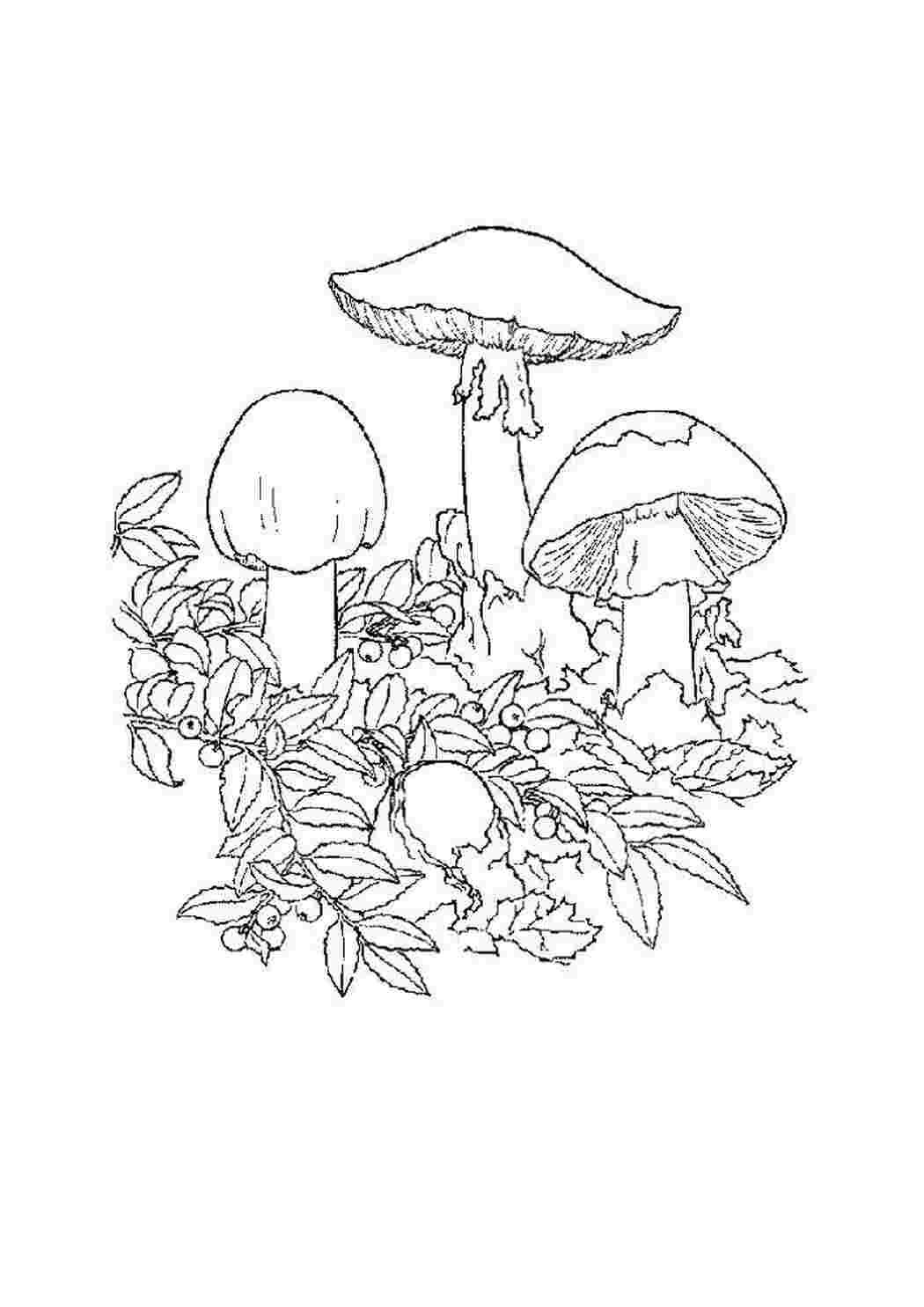 Раскраска Грибы