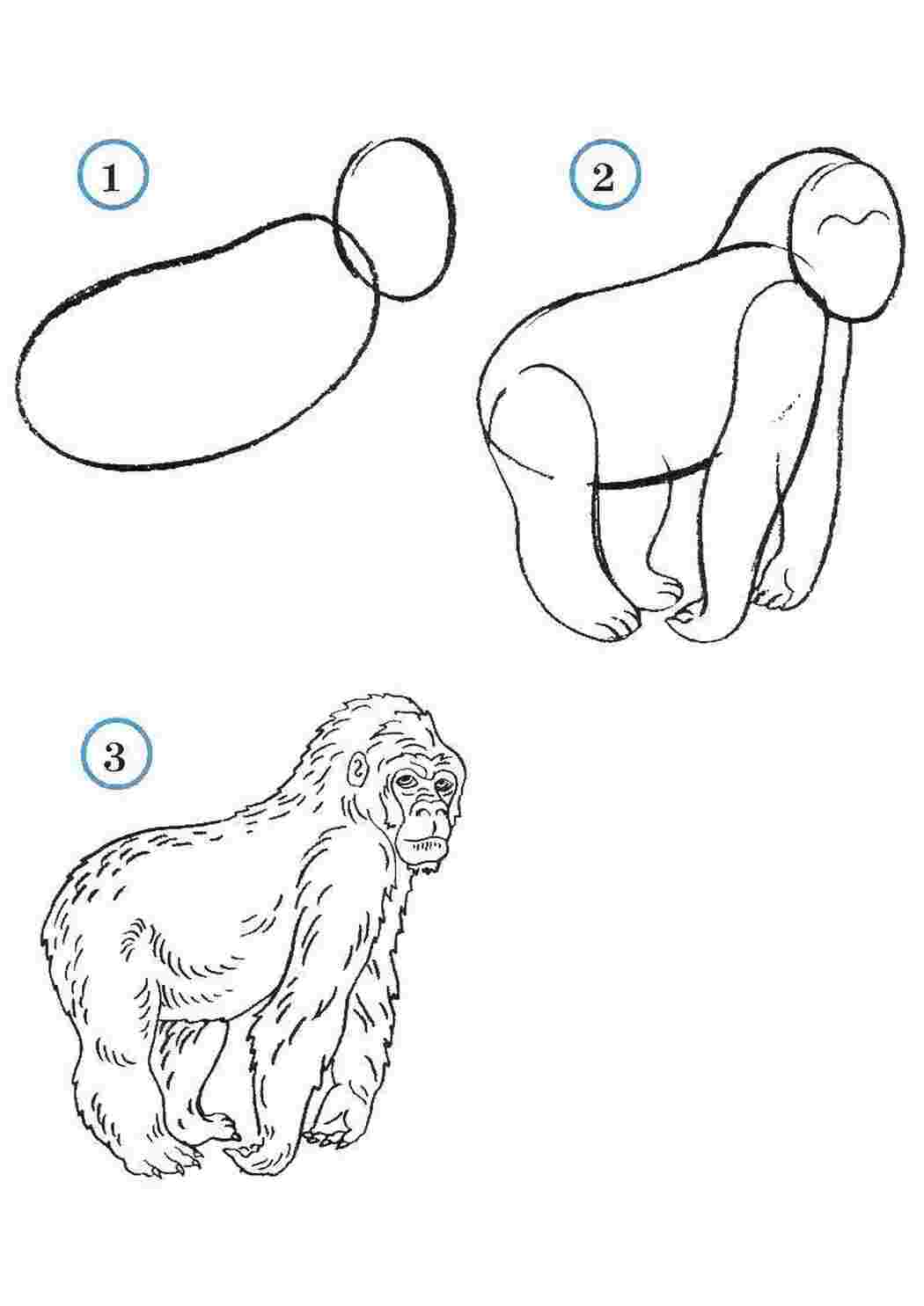 Поэтапное рисование шимпанзе