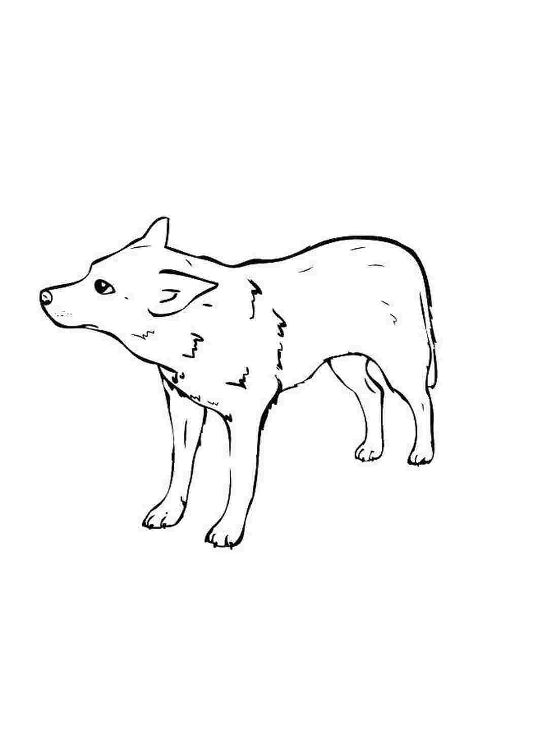 Раскраска Волк