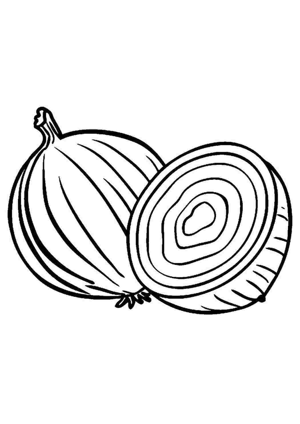 Раскраска Кусок лука
