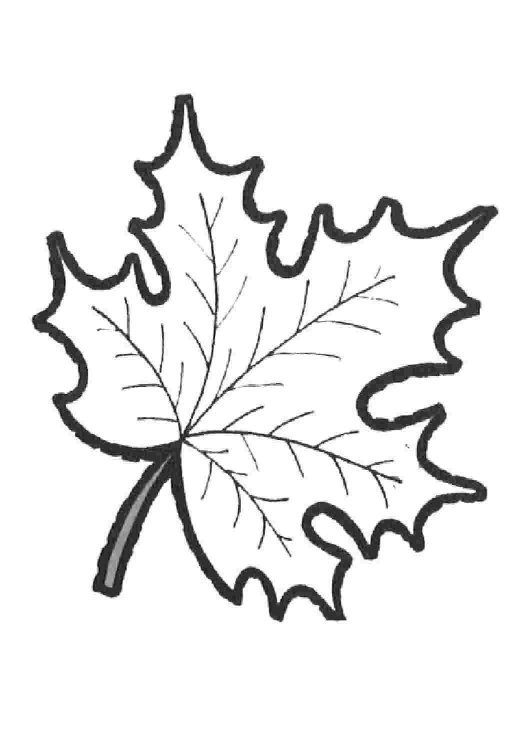 Раскраска Кленовый лист