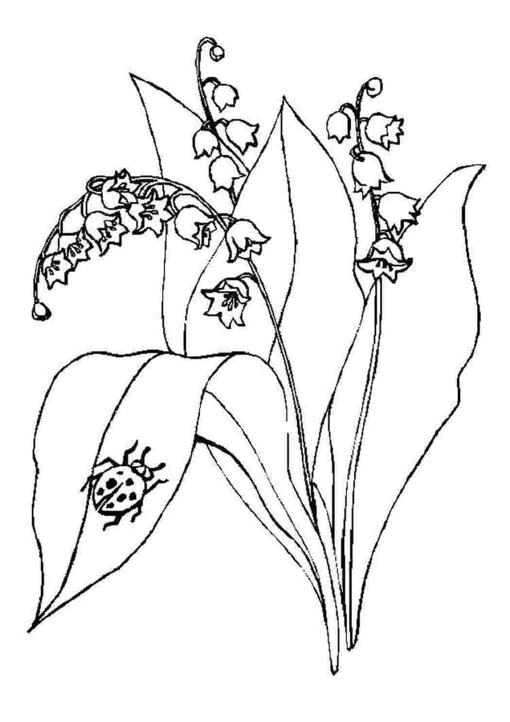 Раскраска Колокольчики