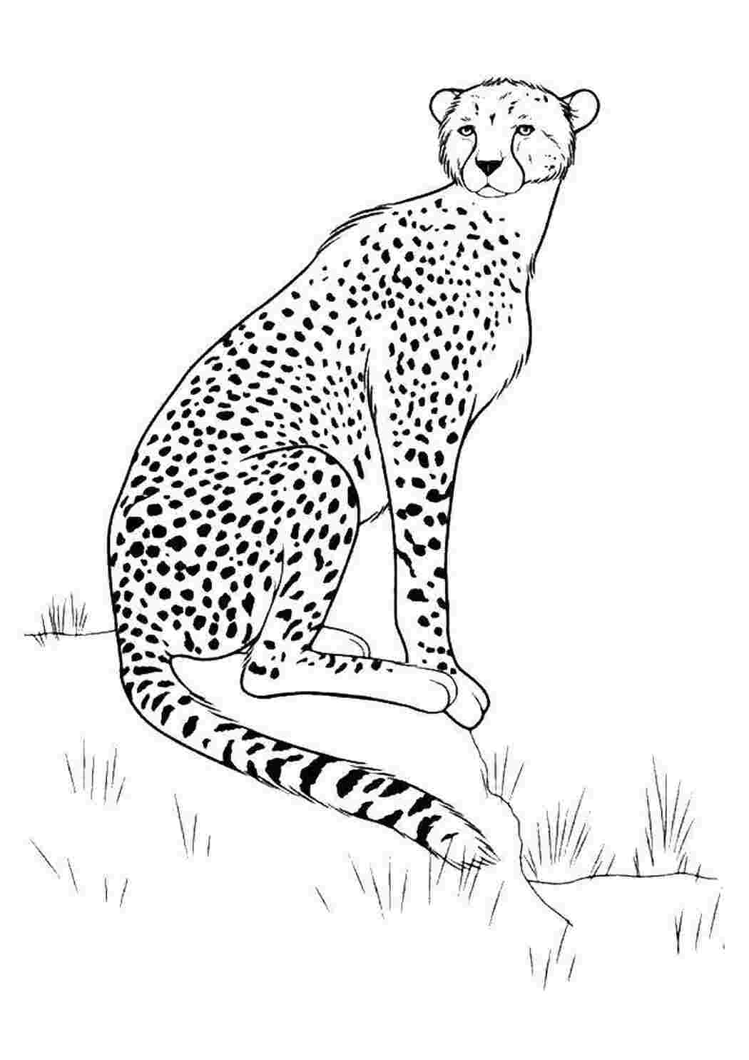 Раскраска Леопард