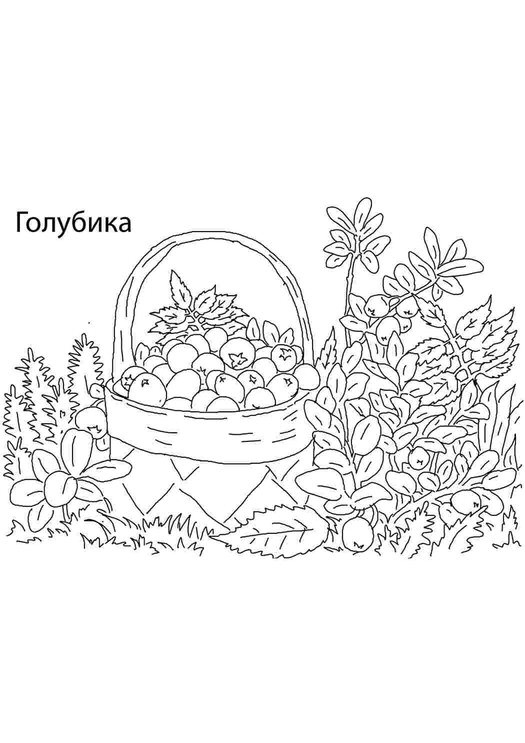 Раскраска Голубика