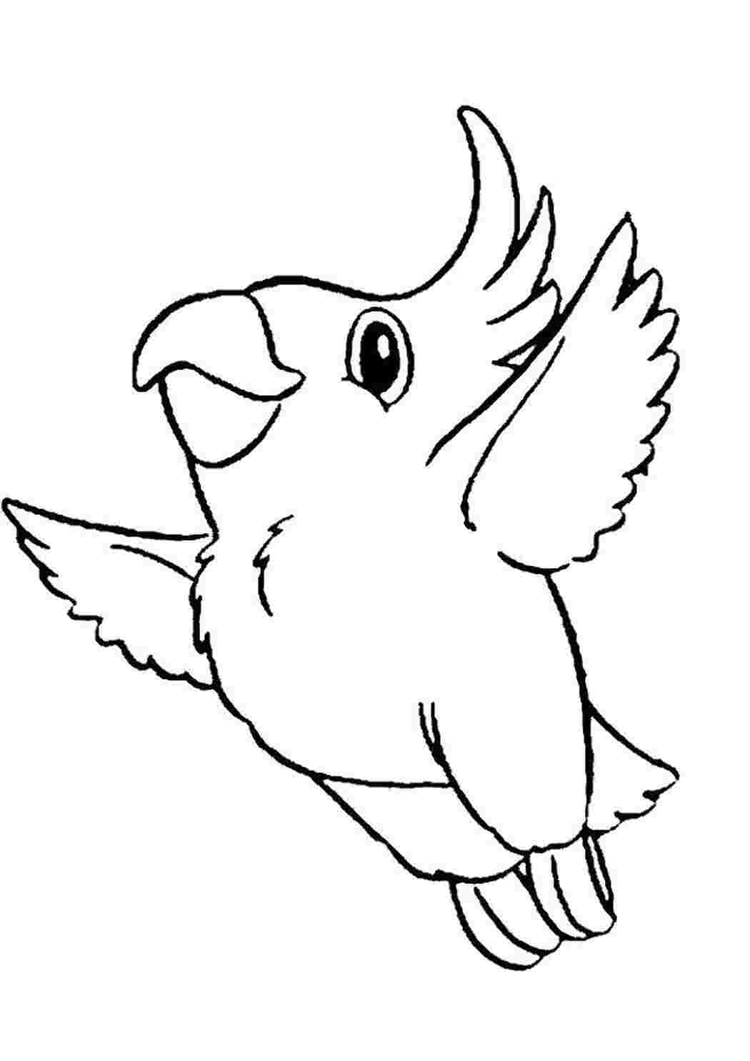 Раскраска Какаду