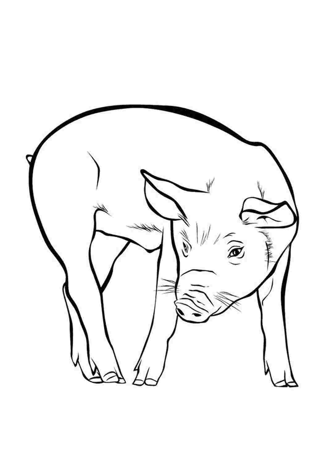 Свинья распечатать. Раскраска свинья. Поросенок раскраска. Раскраска домашние животные. Раскраска домашние животные свинья.