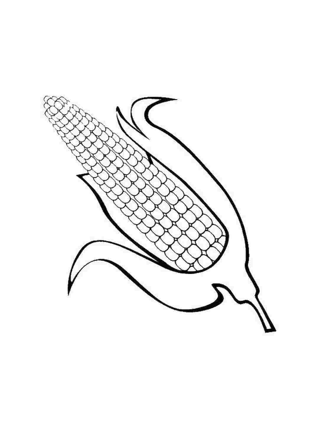 Раскраска Кукуруза