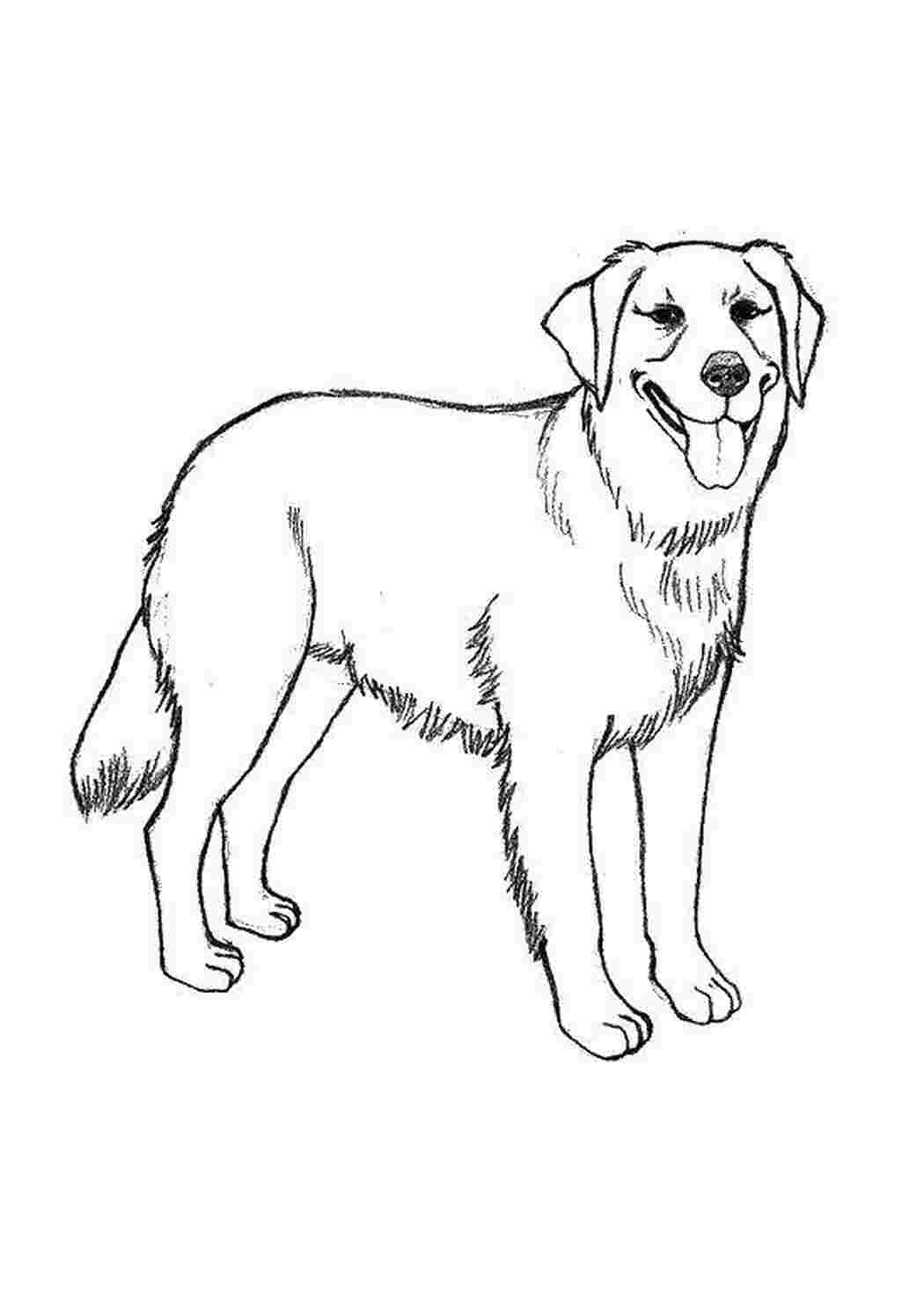 Рисунок раскраска собака лабрадор