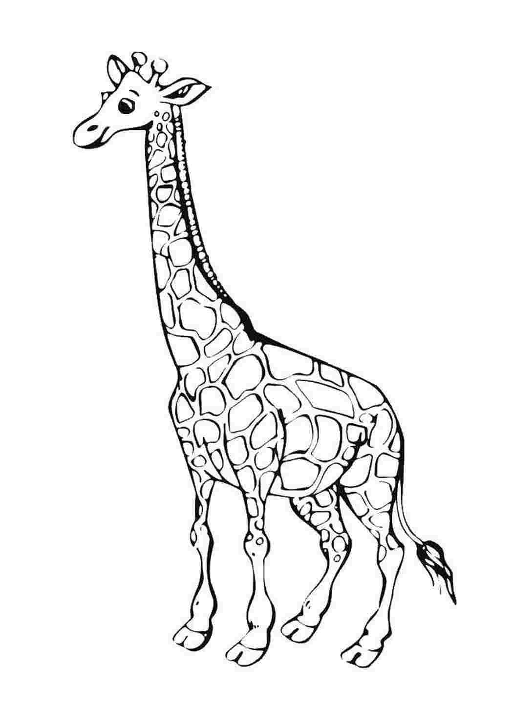 Раскраска Жираф