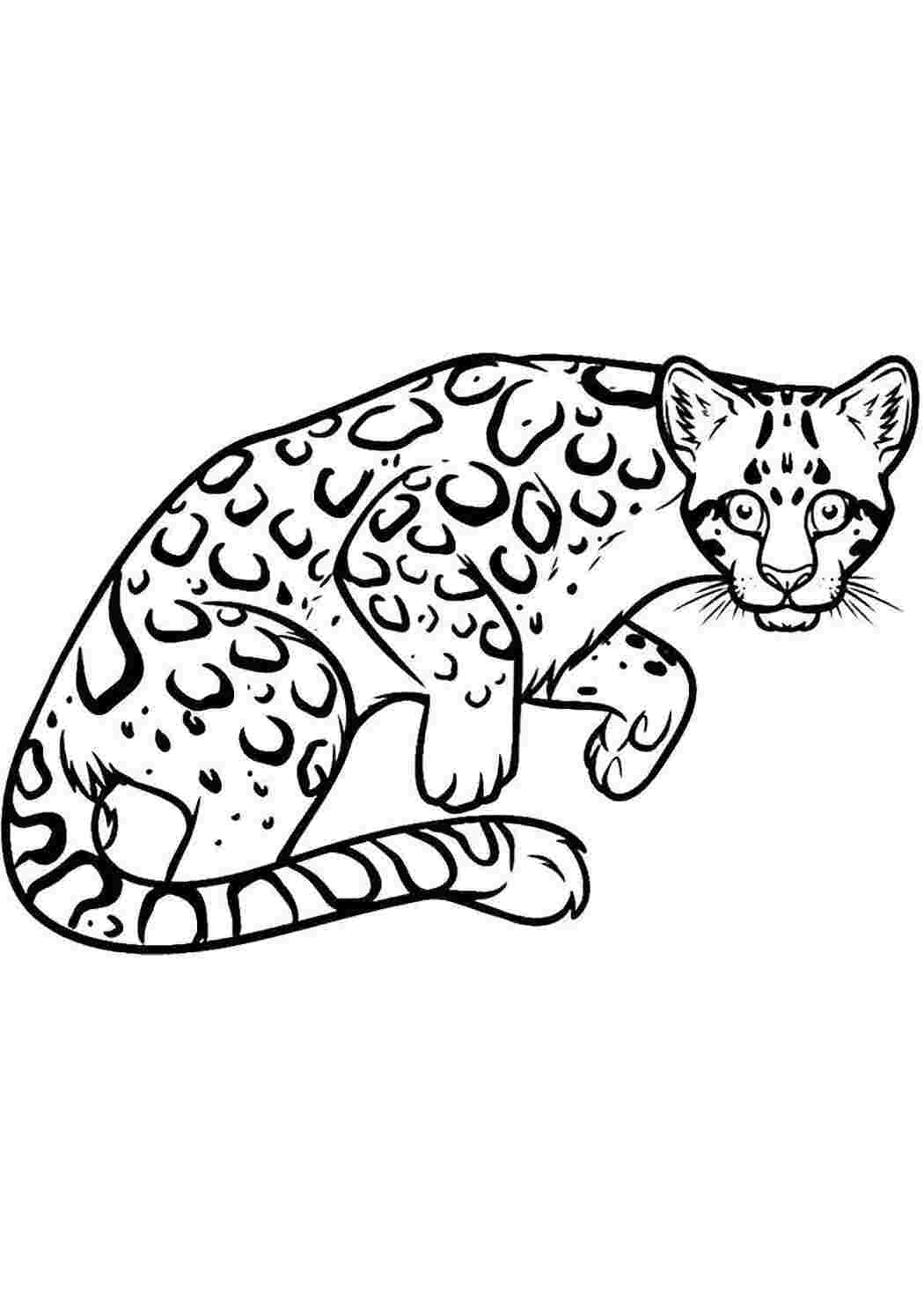 Раскраска Леопард