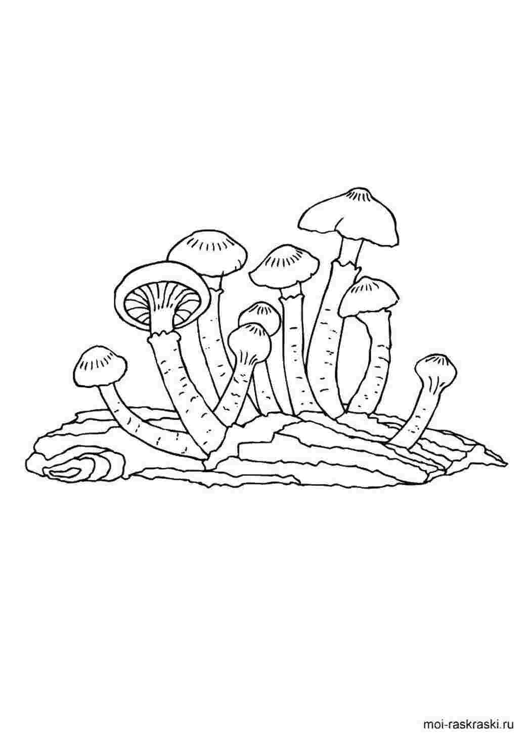 Раскраска Грибы