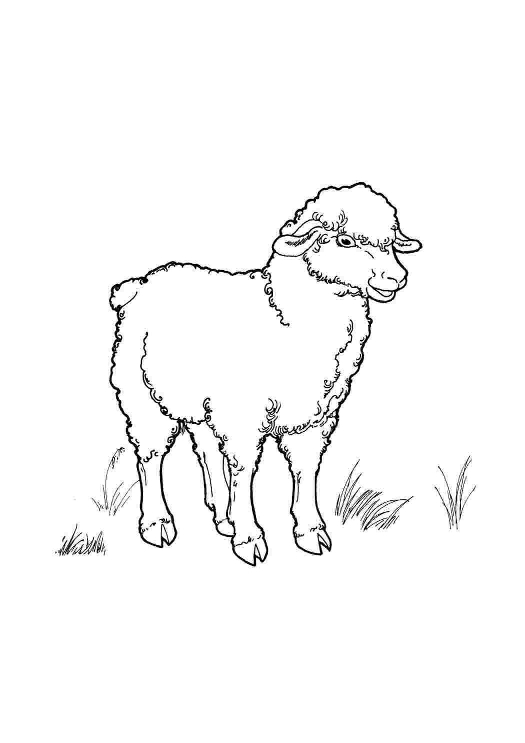 Раскраска Ягненок