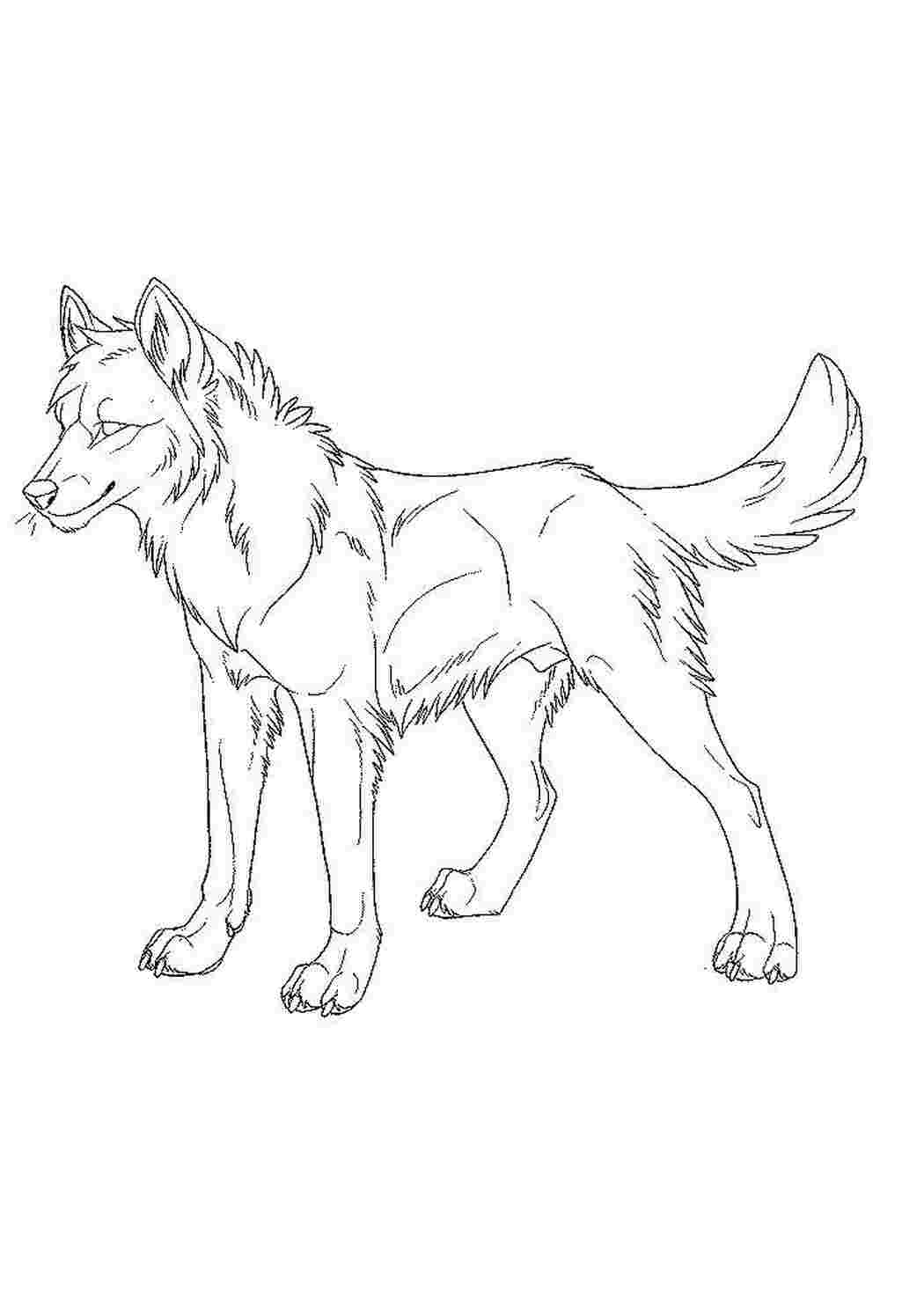 Раскраска Волк
