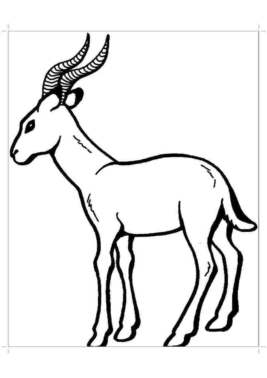 Раскраска Газель 