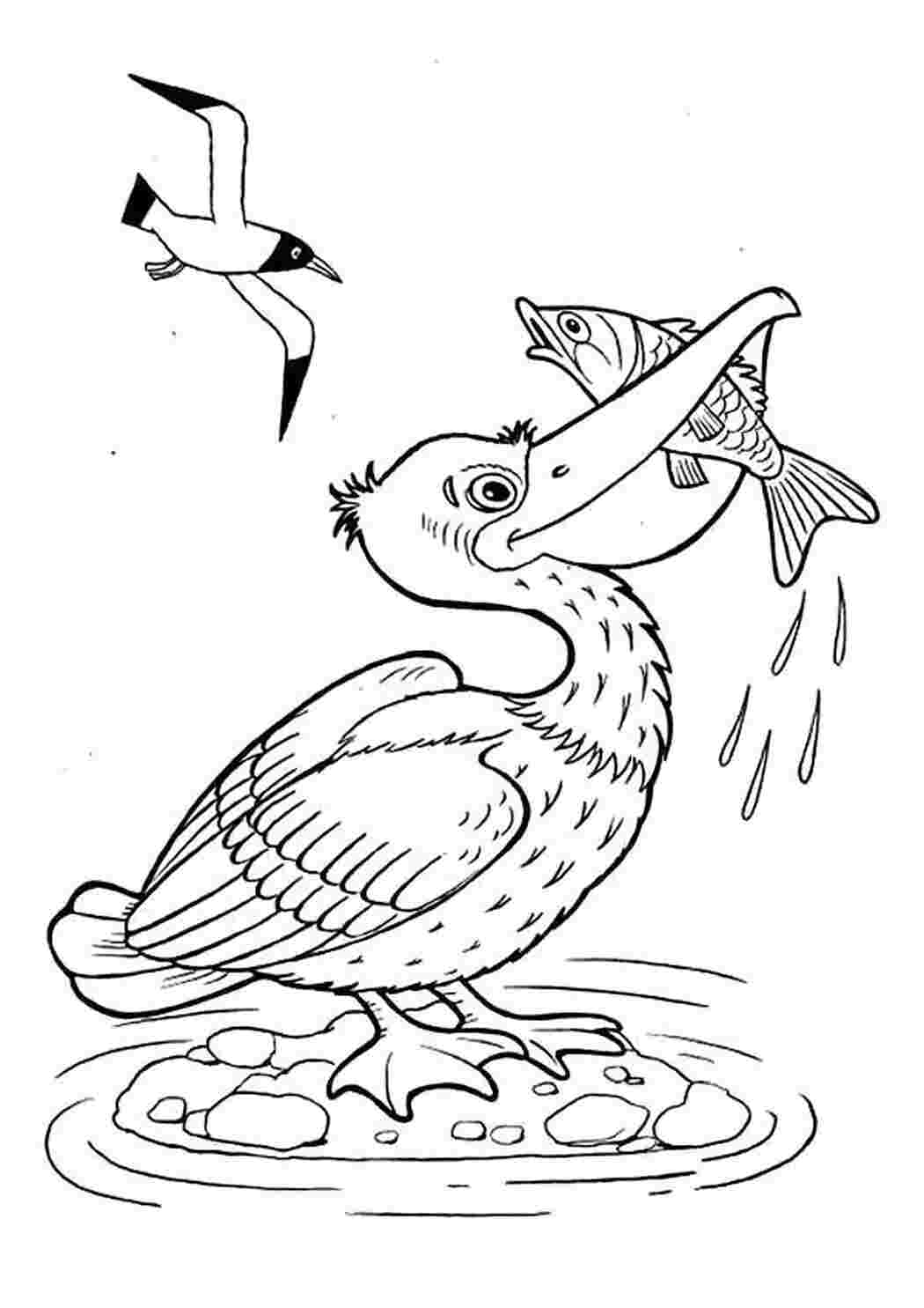 Раскраска Пеликан