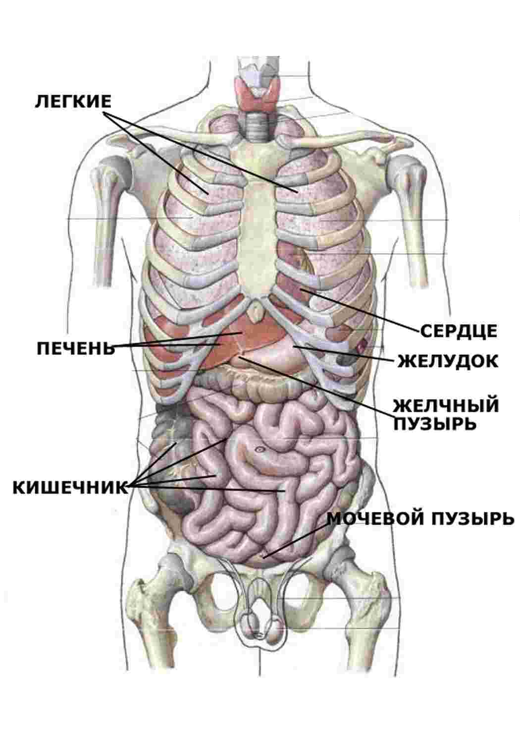 Внутренние органы сзади справа