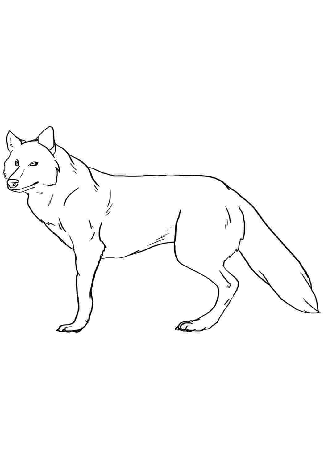 Раскраска волк