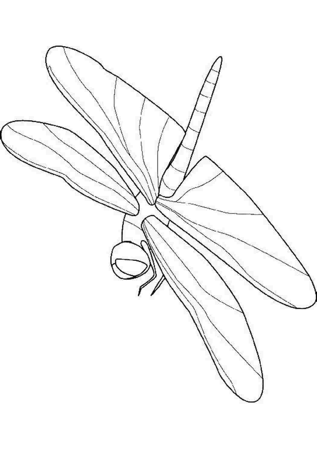 Раскраска Стрекоза