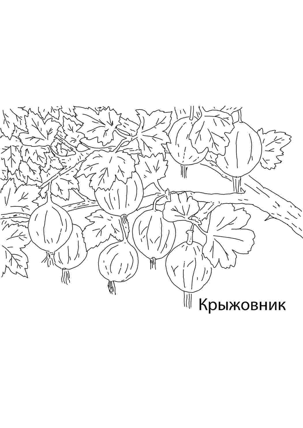Раскраска Крыжовник.