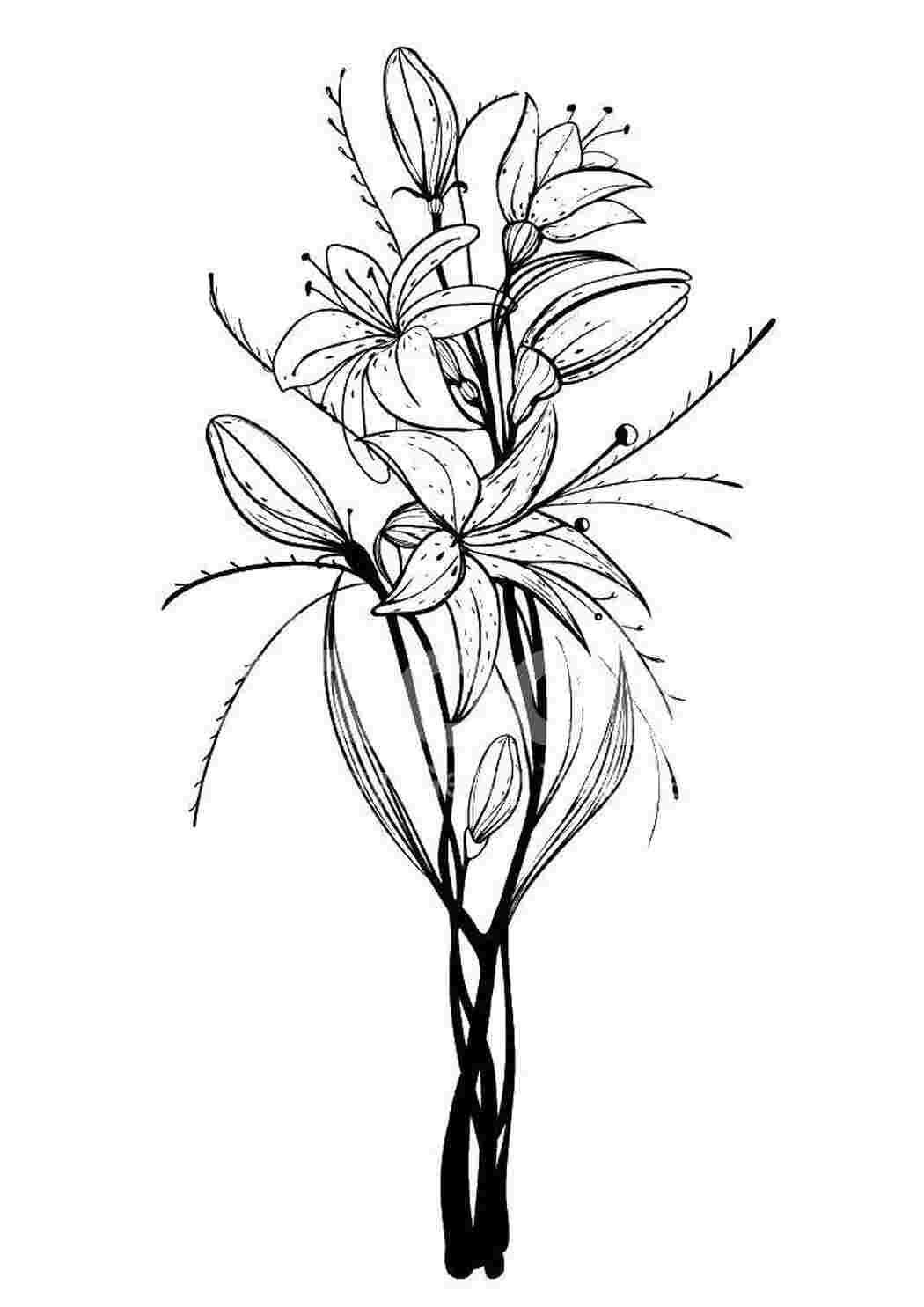 Лилия растение эскиз силуэт