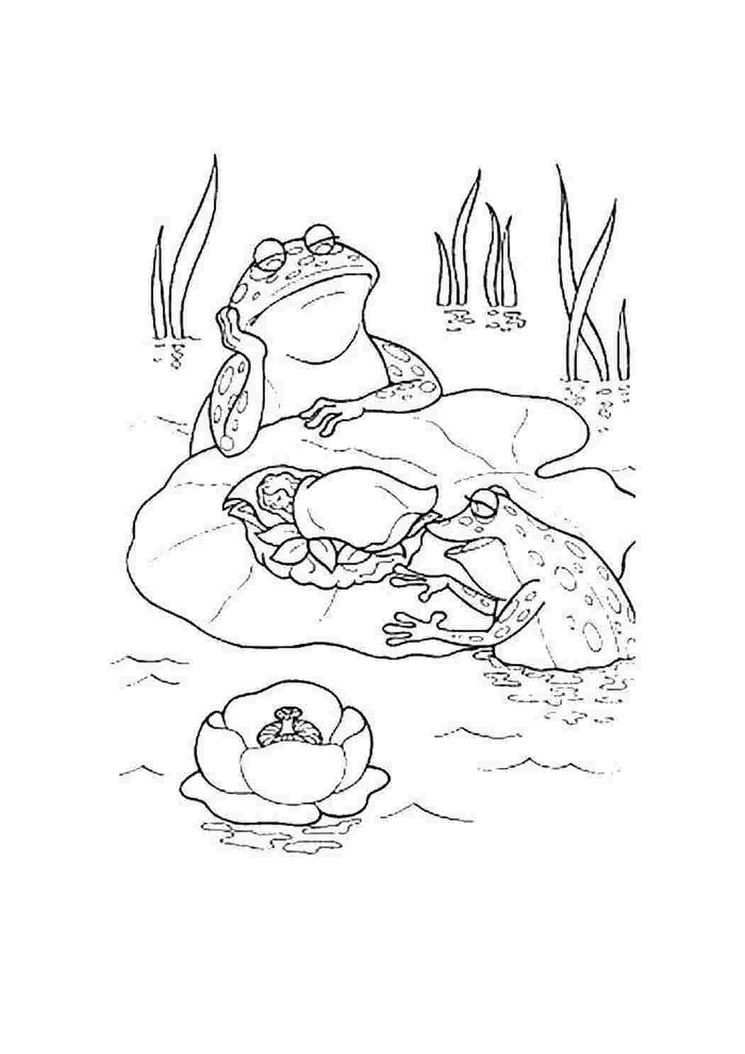 Раскраска лягушка на болоте