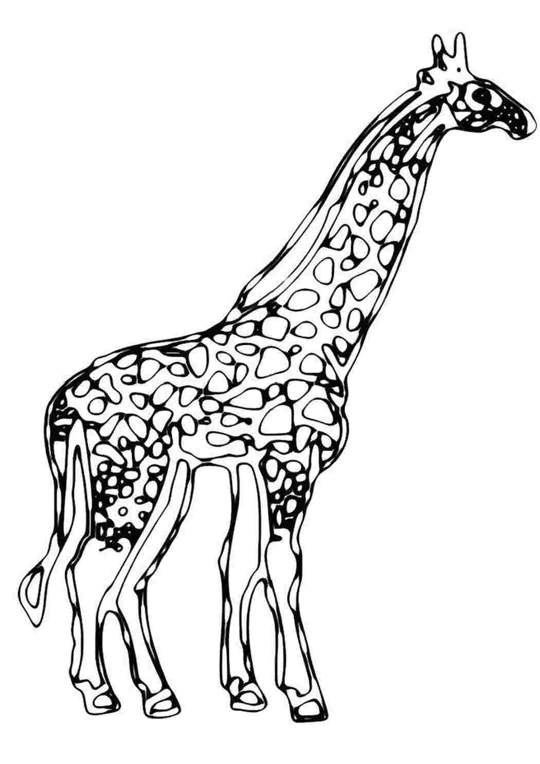 Раскраска  Стоящий жираф