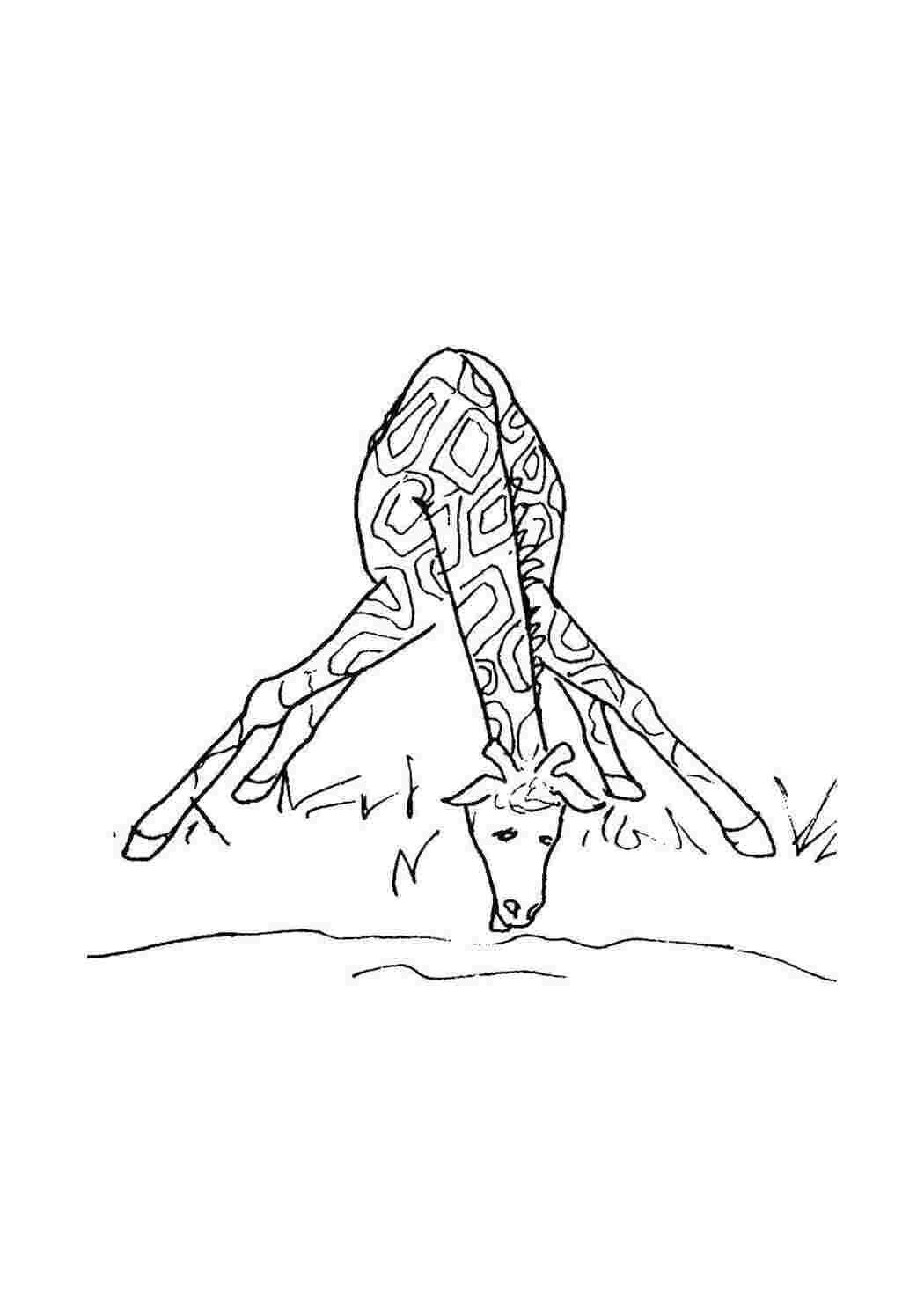 Раскраска Жираф