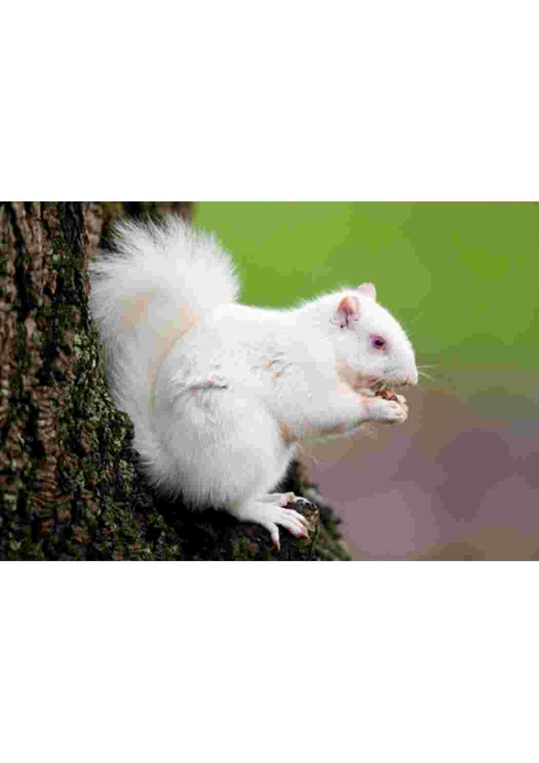 Раскраска пособие биология животные 