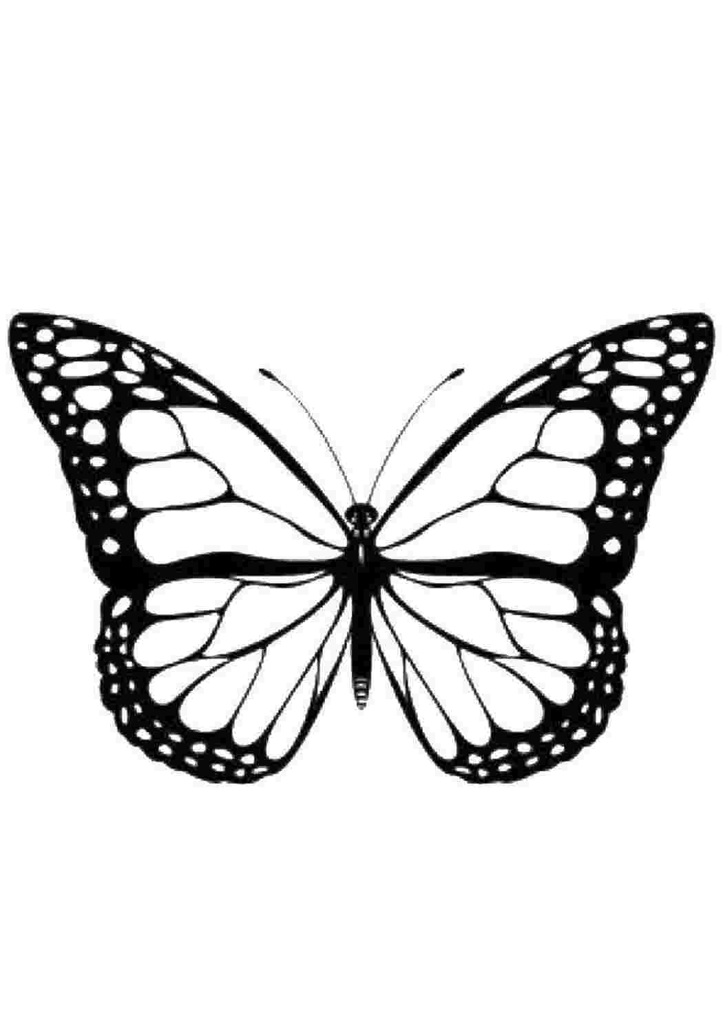 Раскраска Бабочка