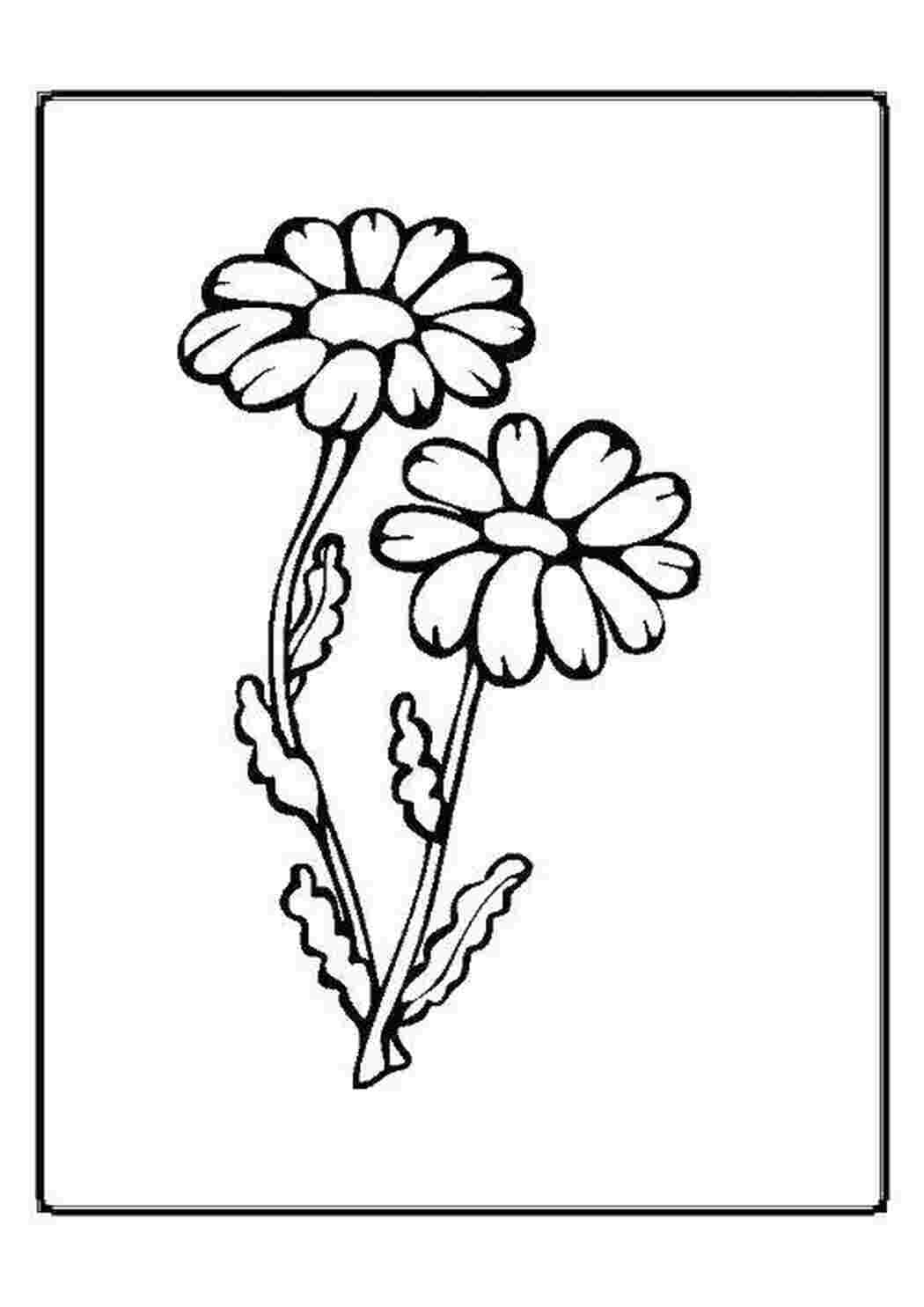 Раскраска Маргаритки