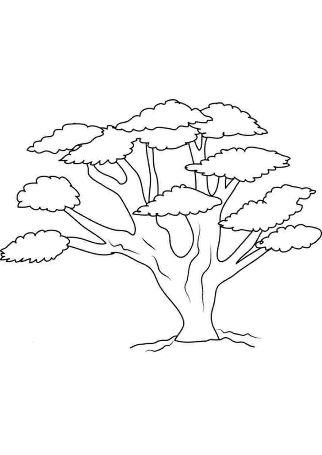 Раскраска Скачать или распечатать раскраску распечатать скачать, баобаб