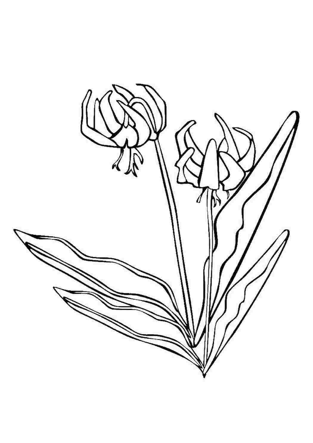 Раскраска Цветы