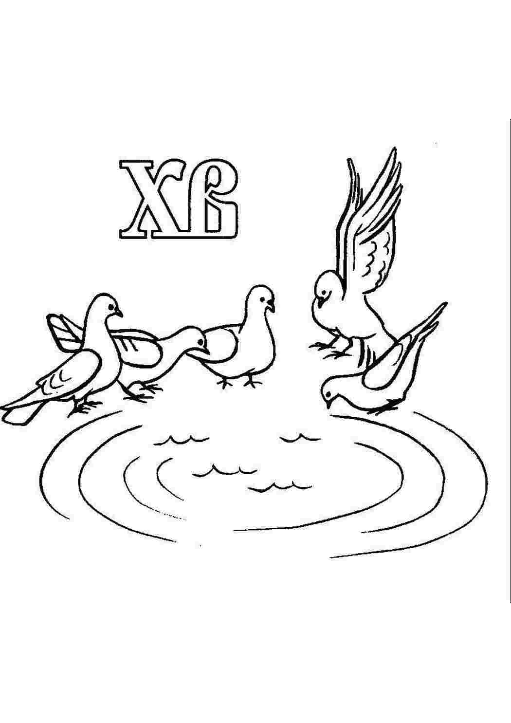 Раскраска Голуби