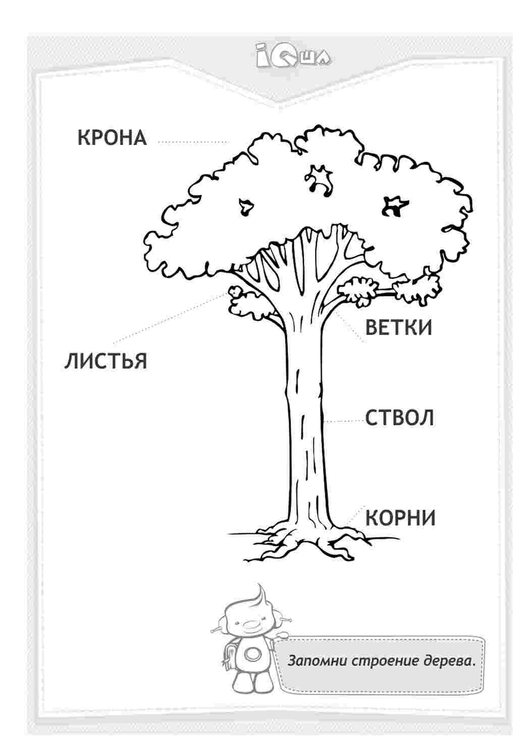 Части дерева для дошкольников