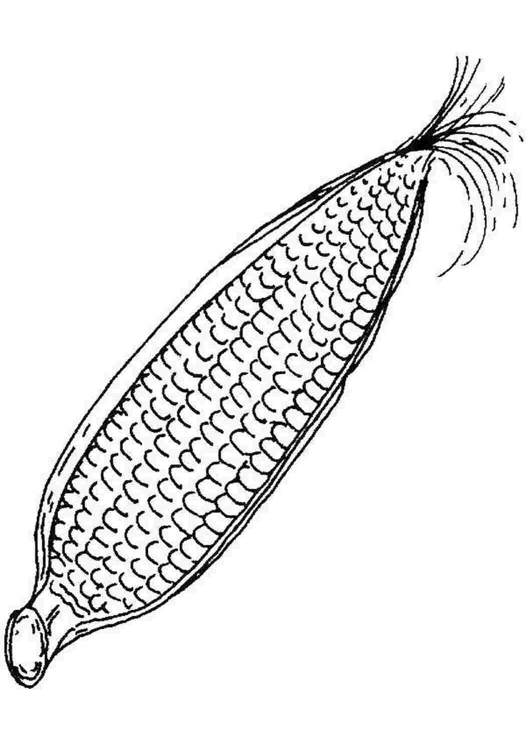 Раскраска Кукуруза