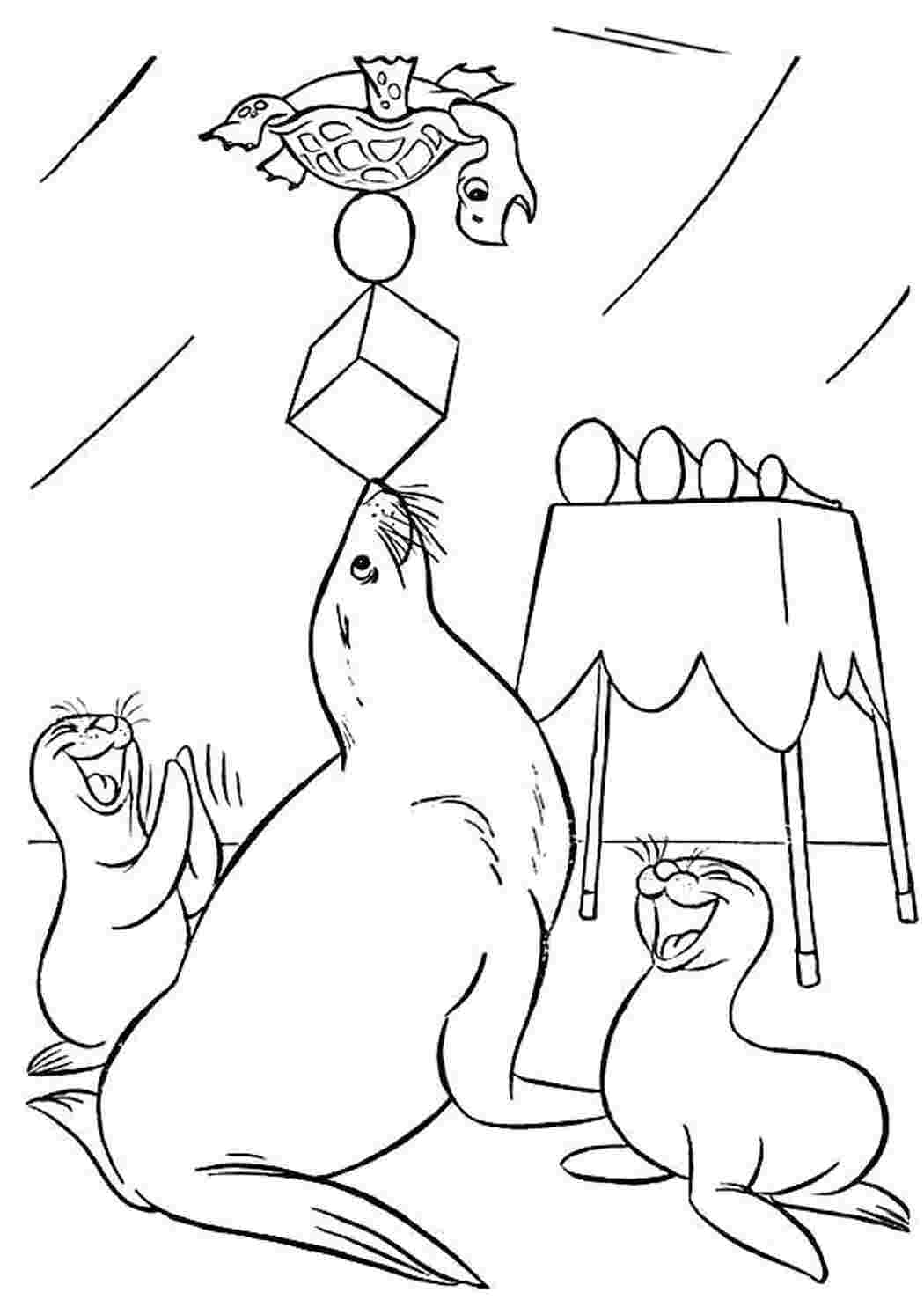 Раскраска Тюлени