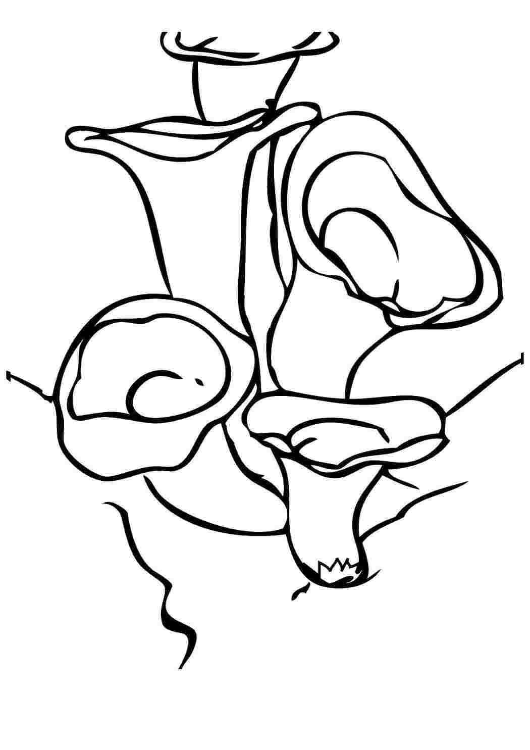 Раскраска Древесные грибы