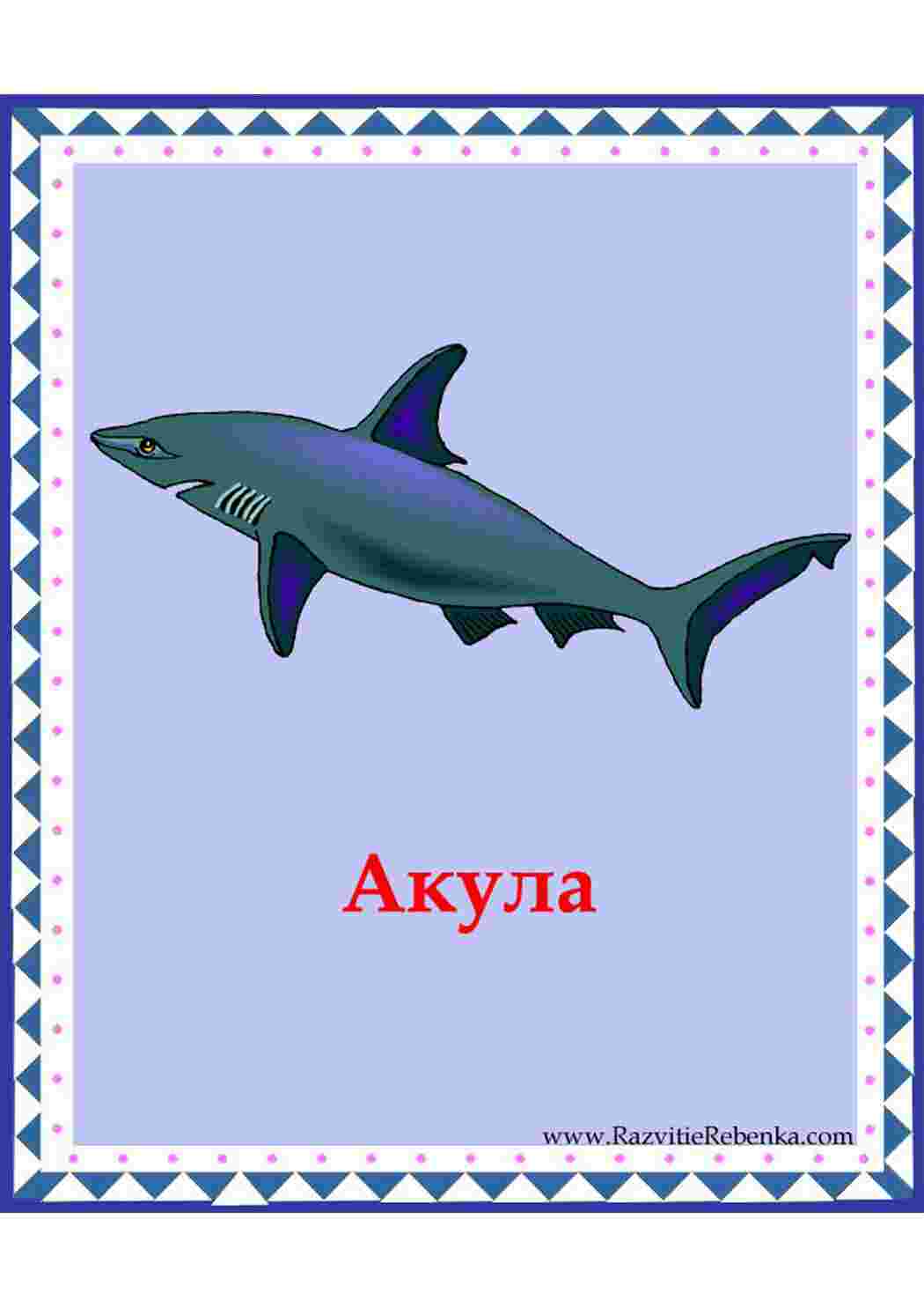 Карточка акула