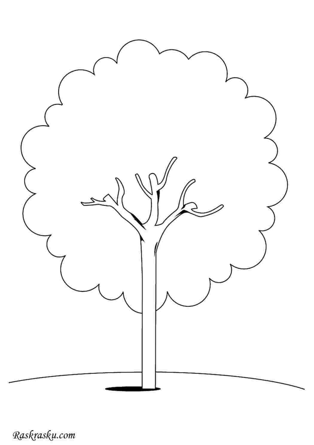 Раскраска Каштан